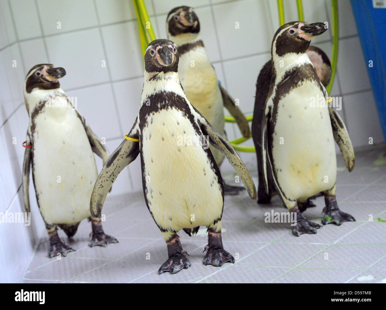 A penguin is fed with fish in the quarentine departent of Ozeaneum aquarium in Stralsund, Germany, 14 June 2010. Ozeaneum Stralsund's number of Humboldt penguins grew to nine, the new animals come from the zoos of Schwerin and Rostock and will remain in quarentine for four weeks. In July, they are to move into their new home on the roof of Ozeaneum Stralsund where a 120,000-litres  Stock Photo