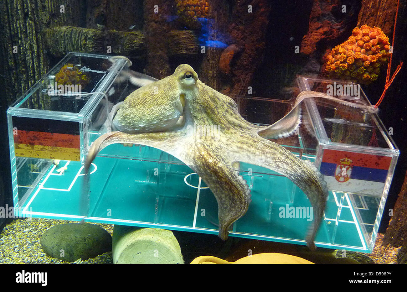 A Sea Life Hanover handout dated 16 June 2010 of octopus Otto Armstrong  moves over an acryl labyrinth reminding of a soccer pitch at Sea Life  aquarium in Hanover, Germany, 16 June