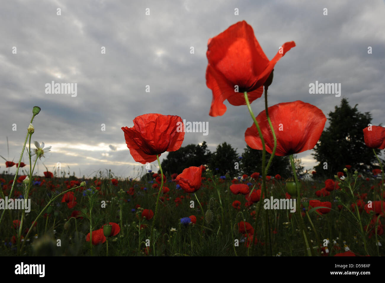 A field of poppies and cornflowers near Gransee, Germany, 13 July 2010. Photo: Jens Kalaene Stock Photo