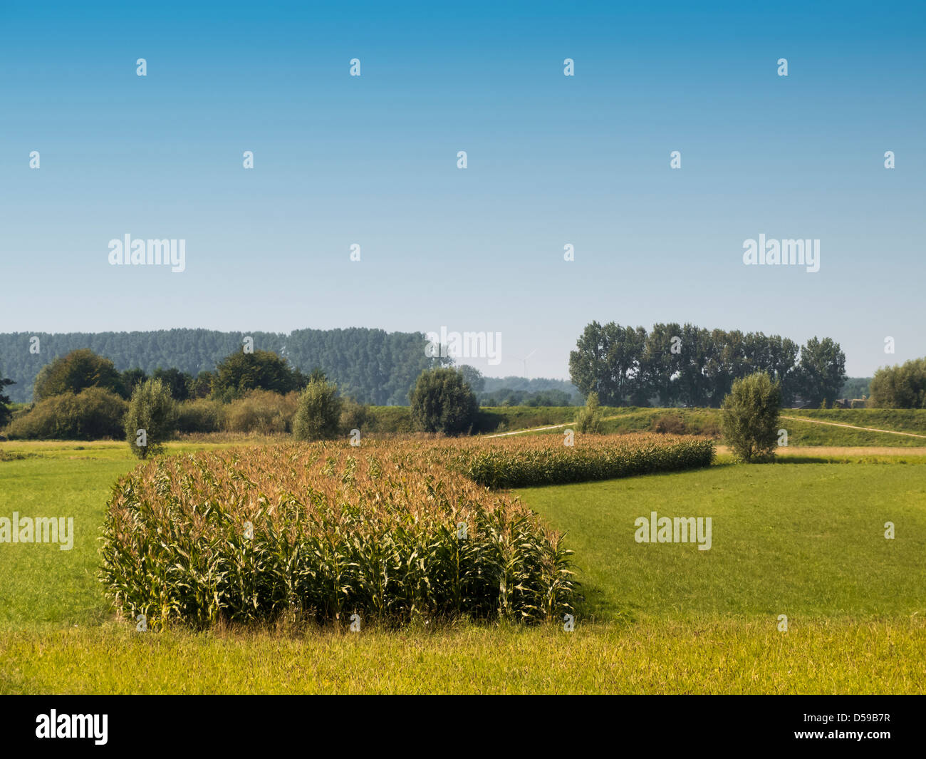Corn Field in Landscape Stock Photo