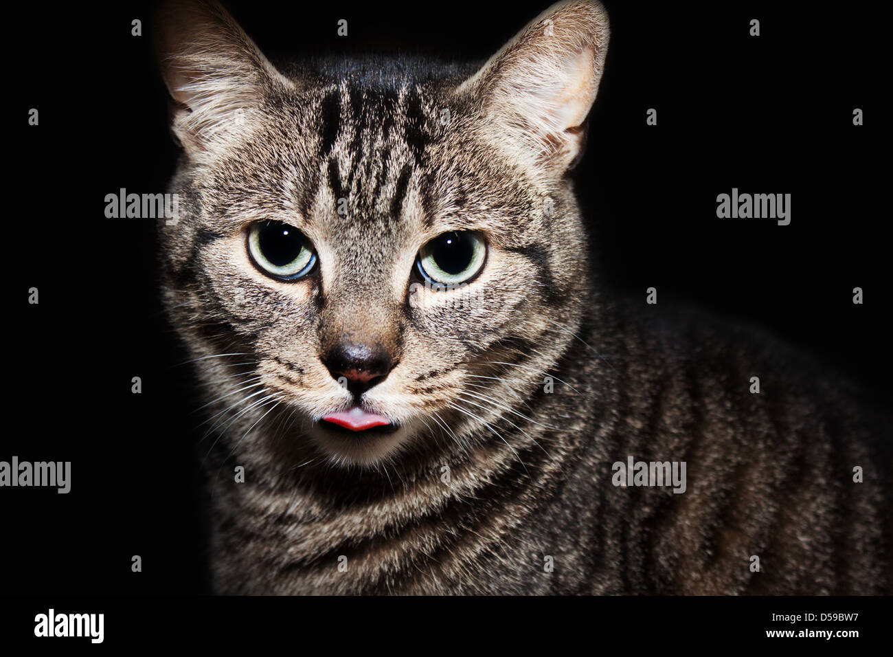 Cat sticking it's tongue out Stock Photo Alamy