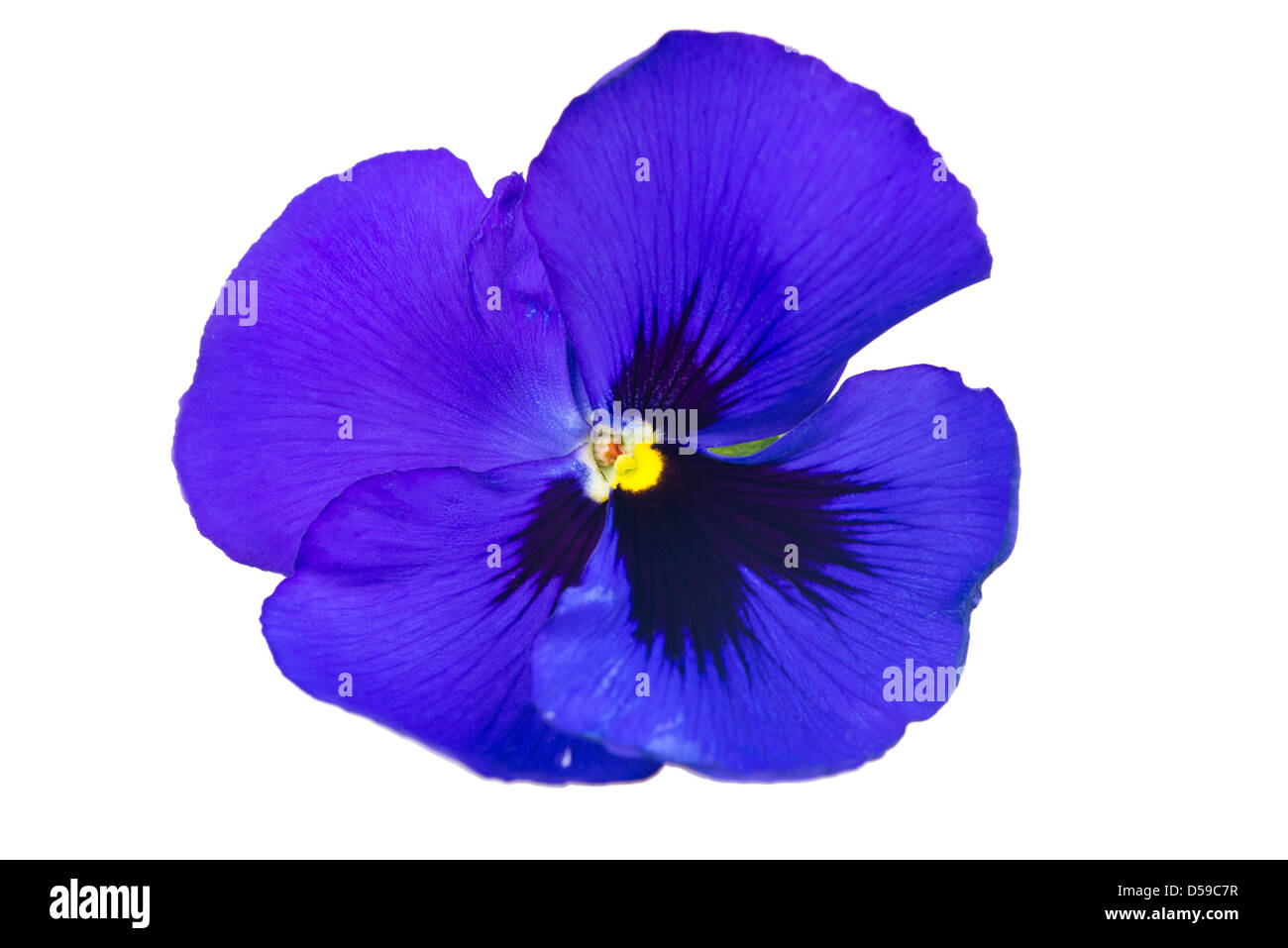Pansy flower isolated on white background Stock Photo - Alamy