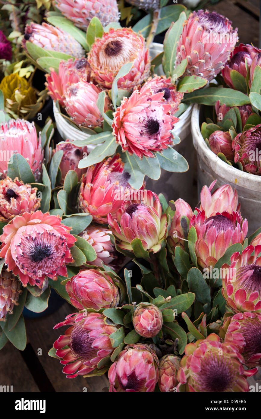 Proteas hires stock photography and images Alamy