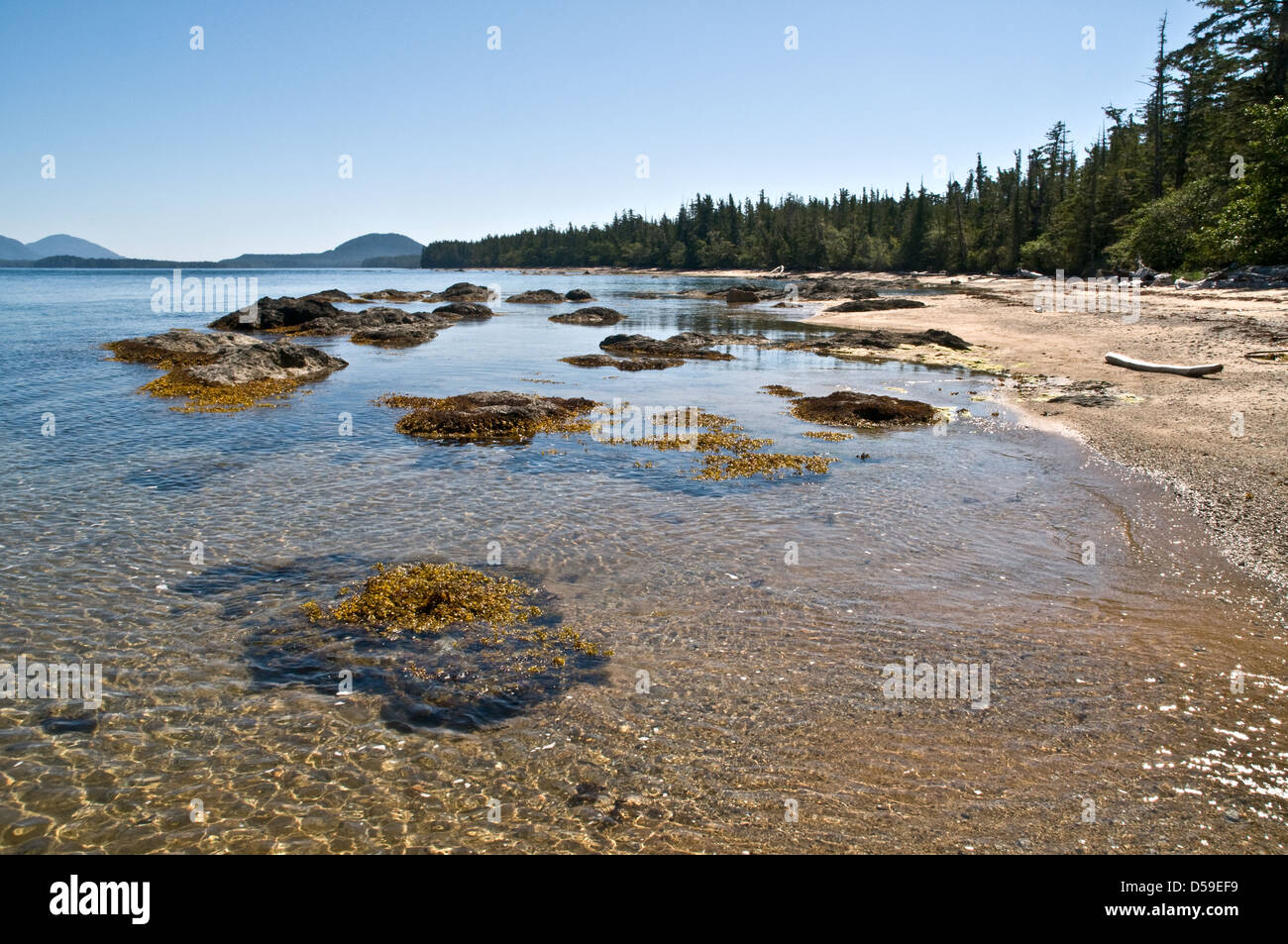 A forested beach on the west coast of Swindle Island in the Great Bear Rainforest, central coast, British Columbia, Canada. Stock Photo