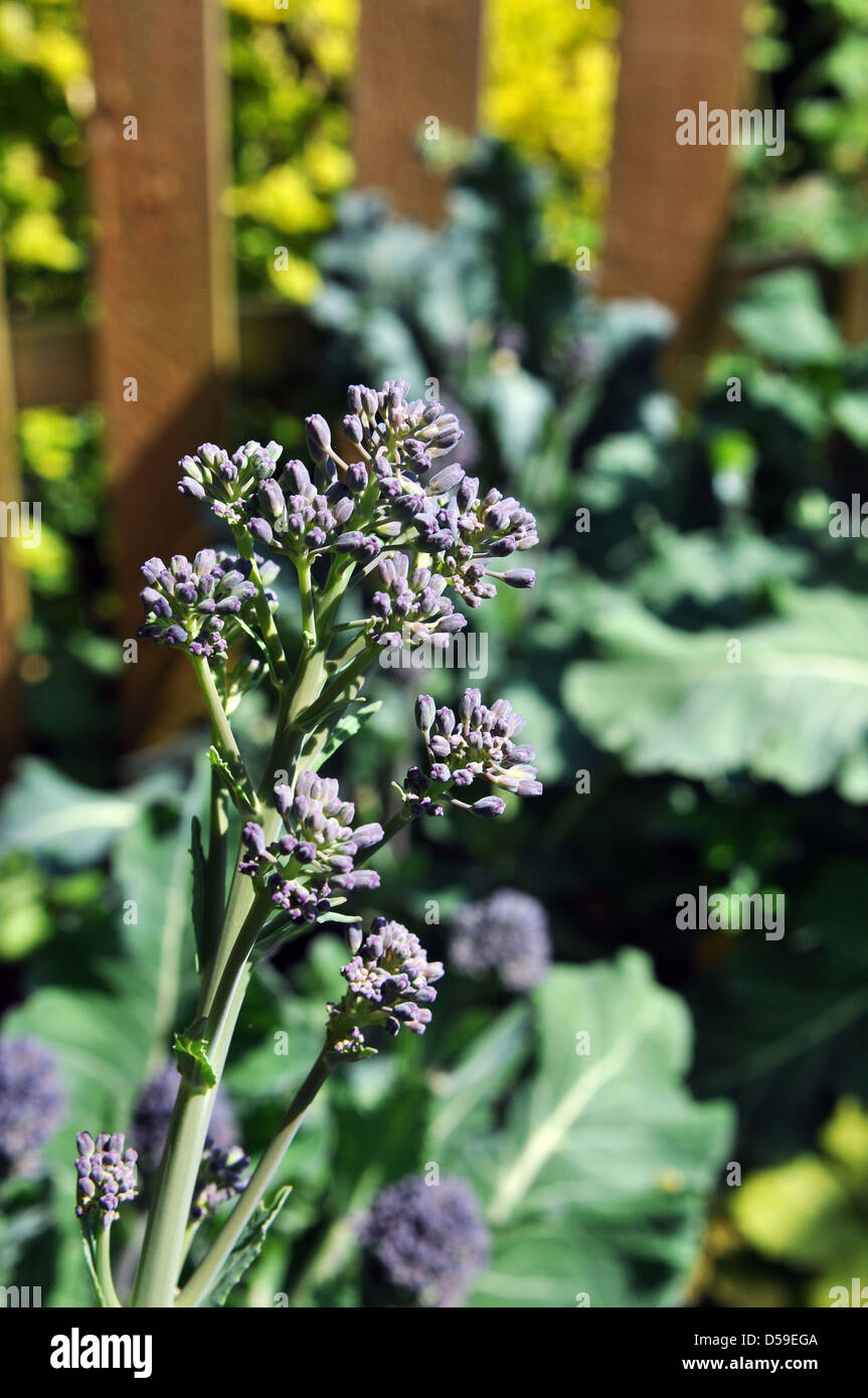 Purple flowering broccoli growing in a back garden, Yorkshire UK Stock