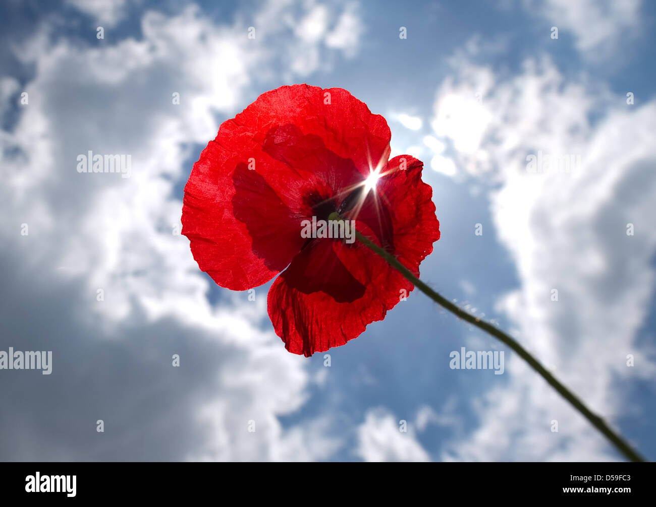 A poppy flower shows itself against the backdrop of a blue sky in Dresden, Germany 21 June 2010. Summer has begun for countries of the northern hemisphere and on exactly this Monday the sun is at the zenith of the Tropic of Cancer. As such, the sun has reached her highes point at midday in Germany. Photo: Arno Burgi dpa/Isn Stock Photo