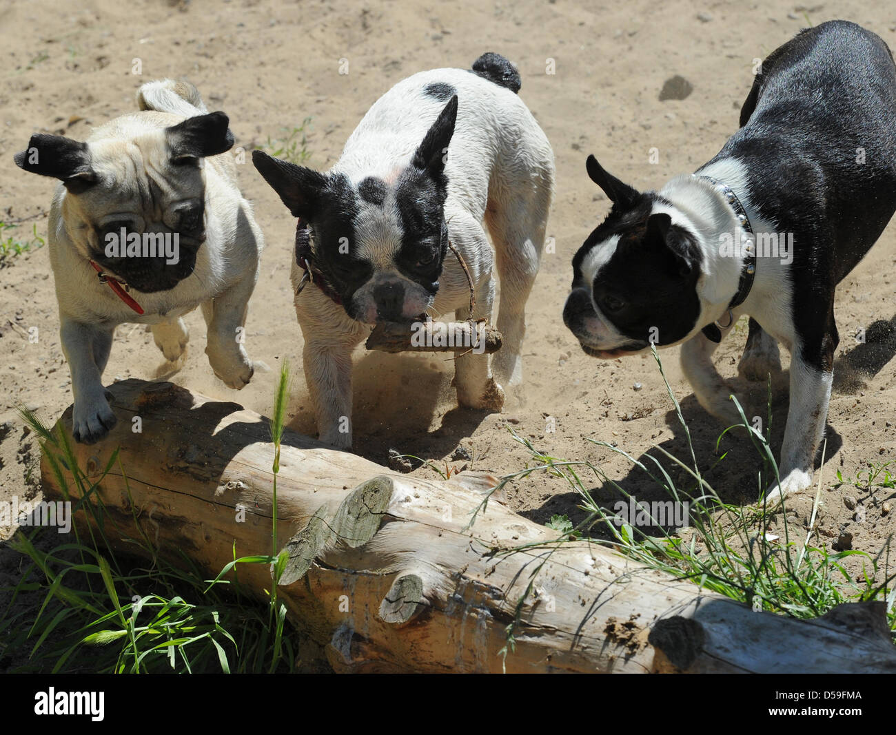 Pug French Bulldog And Boston Terrier Mingle At Dog Island A Daycare Centre For Dogs In Berlin Germany 17 June 10 Up To Dogs Are Being Looked After From Monday To