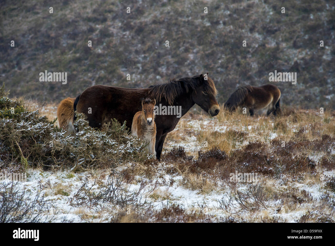 Dartmoor ponies winter uk hires stock photography and images Alamy