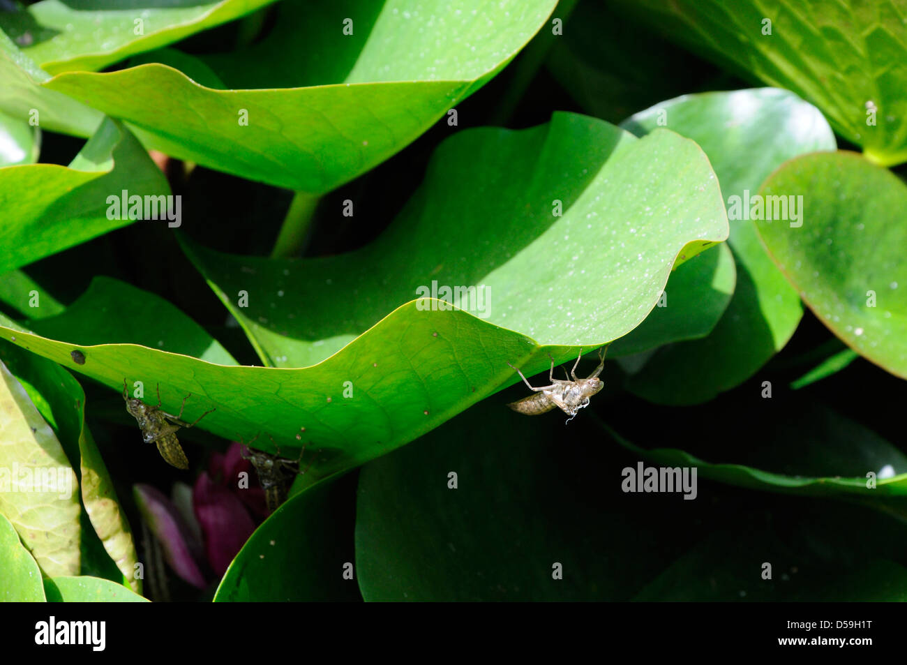Dragonfly larvae emerging from a pond Stock Photo