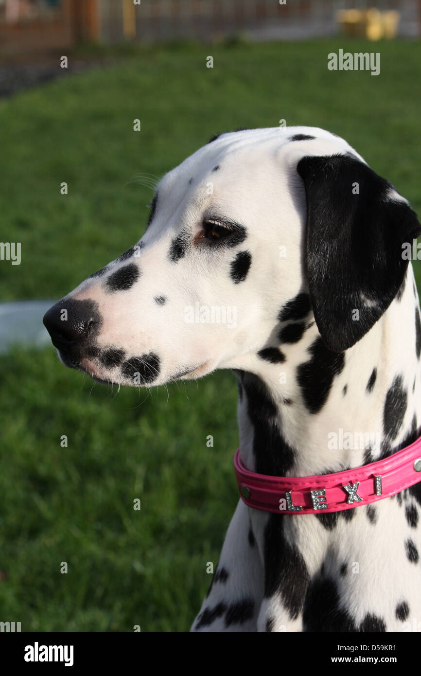 Dalmatian Dog Head Stock Photo Alamy