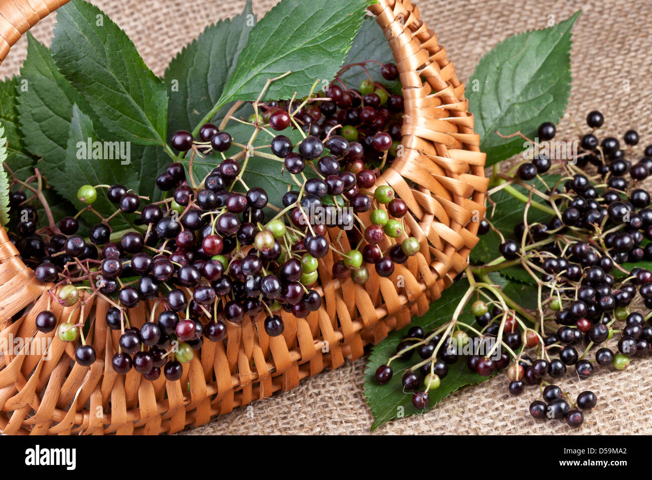 elderberry in basket on jute background Stock Photo