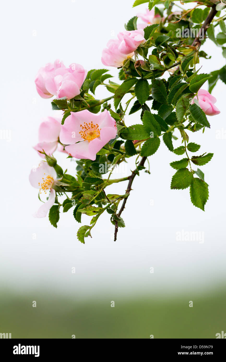 Beautiful blooming wild rose bush Stock Photo Alamy