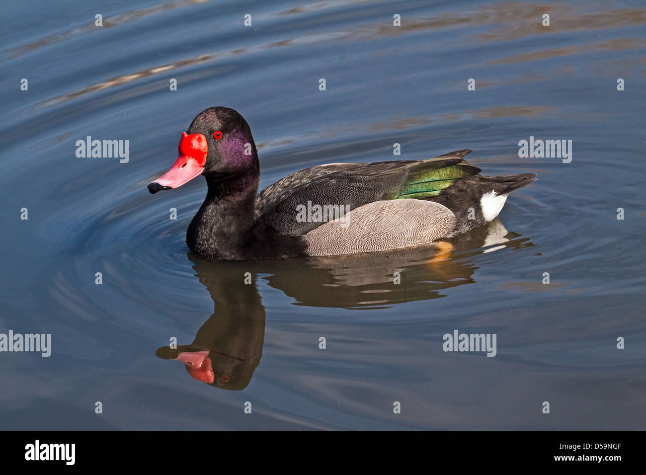 Male Rosy-billed Pochard (Netta peposaca) SE South America,Central Chile March 2010 Stock Photo