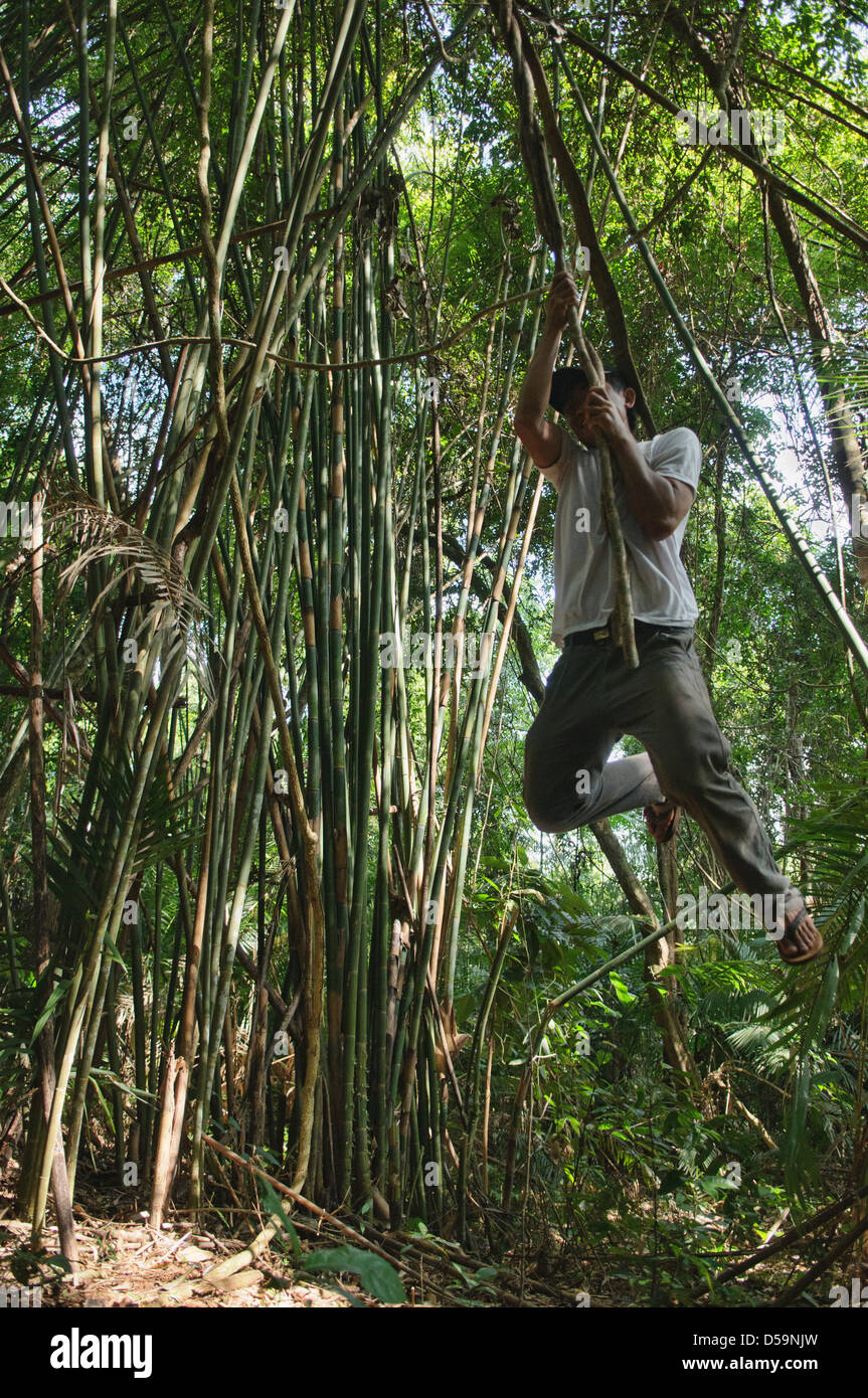 swinging on a vine on a jungle trek in Luang Nam Tha, Laos Stock Photo Alamy