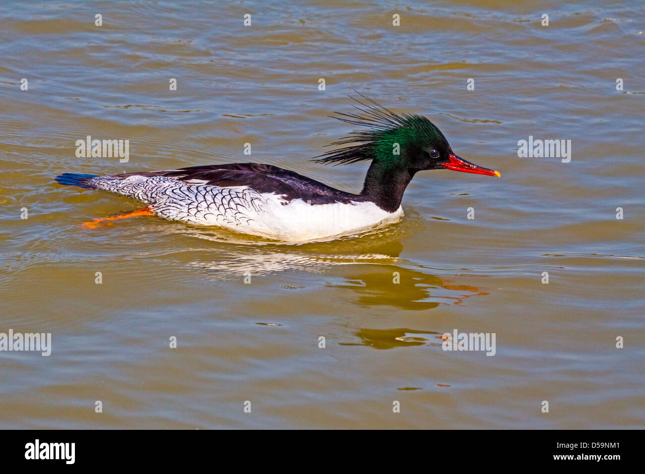 Male Scaly-sided Merganser Stock Photo