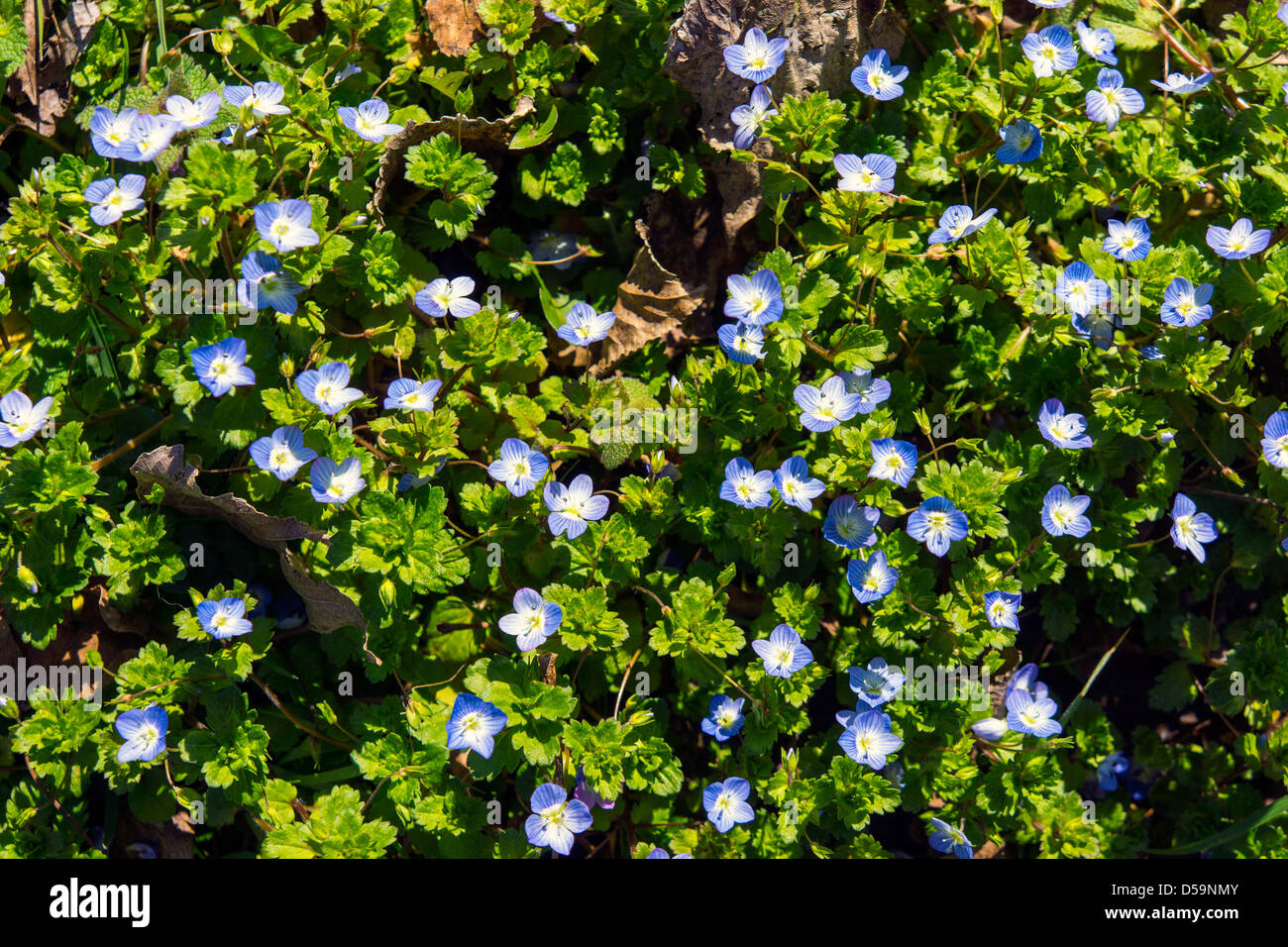 Forget-me-not blue flowers with green foliage Stock Photo