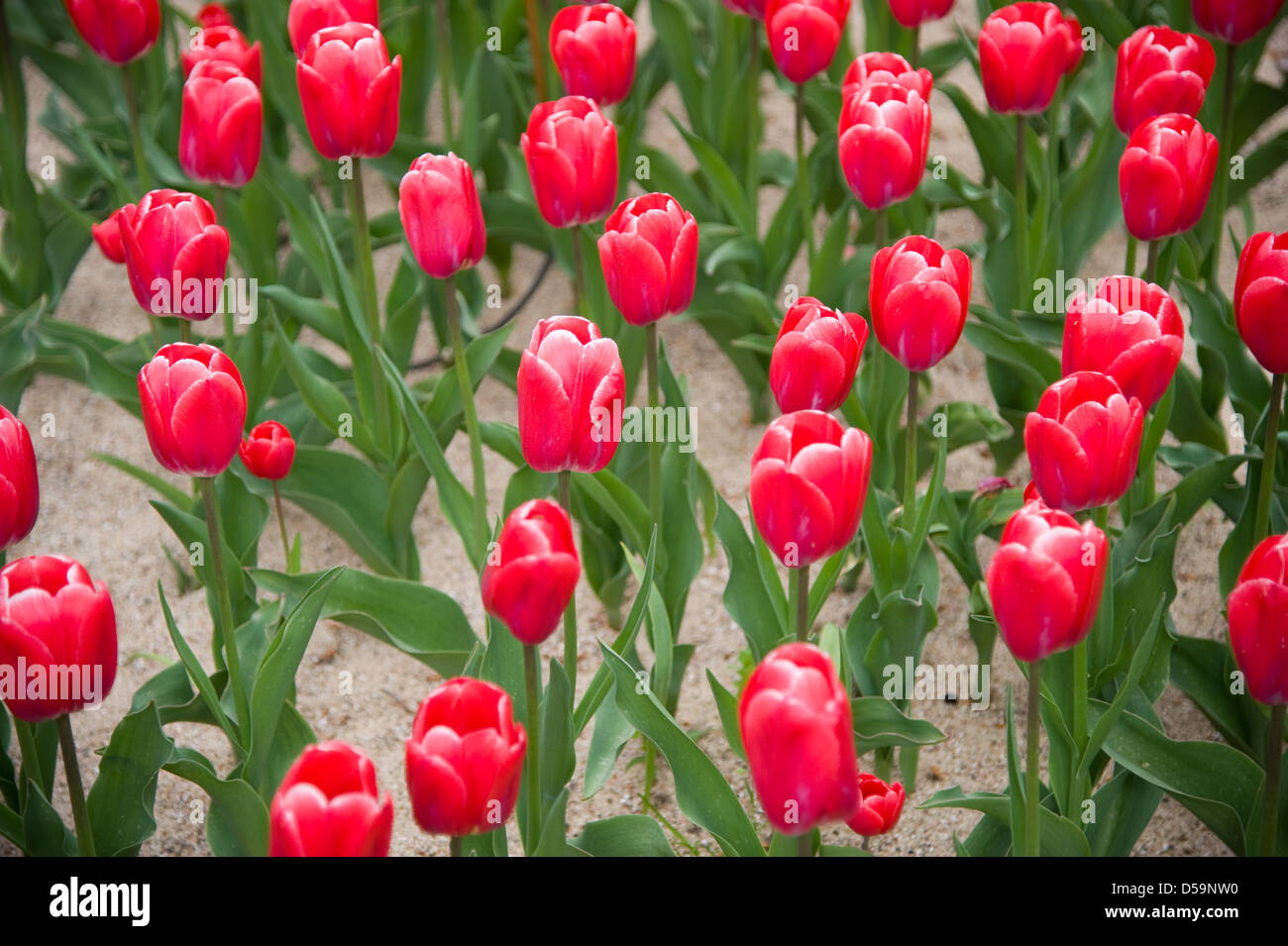 Field full of red tulips in spring Stock Photo - Alamy