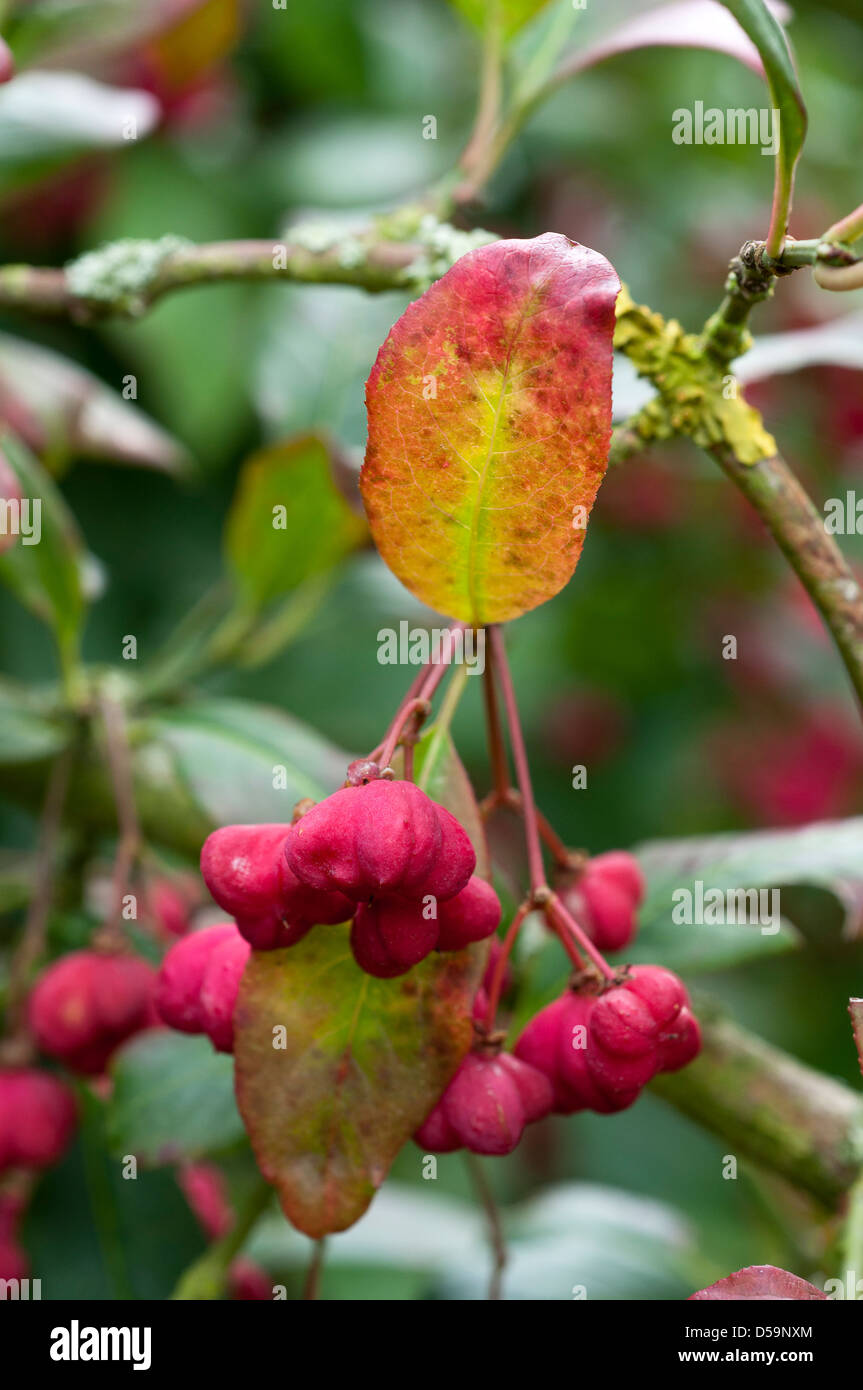 Reddish pink berries of Euonymus europaeus 'Red Cascade' in autumn. Stock Photo