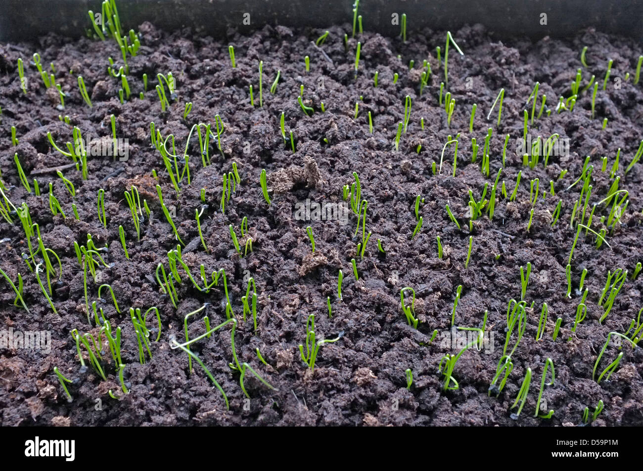 Young leek seedlings Stock Photo