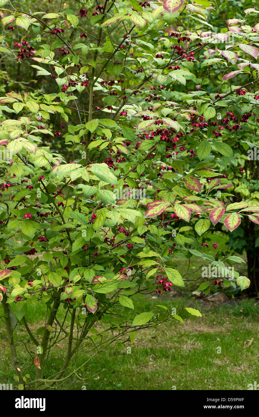 Euonymus planipes shrub in fruit. Stock Photo
