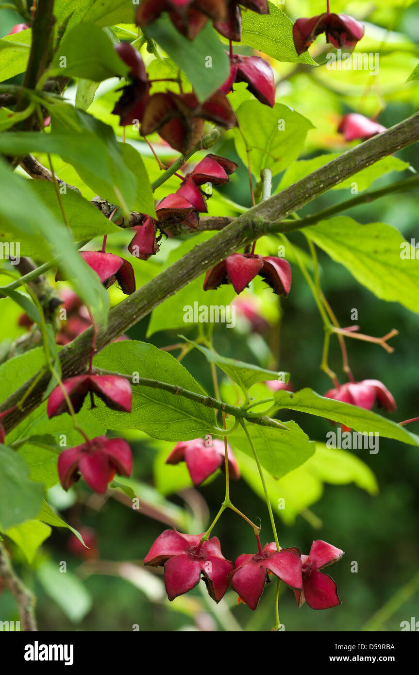 Euonymus planipes shrub in fruit. Stock Photo