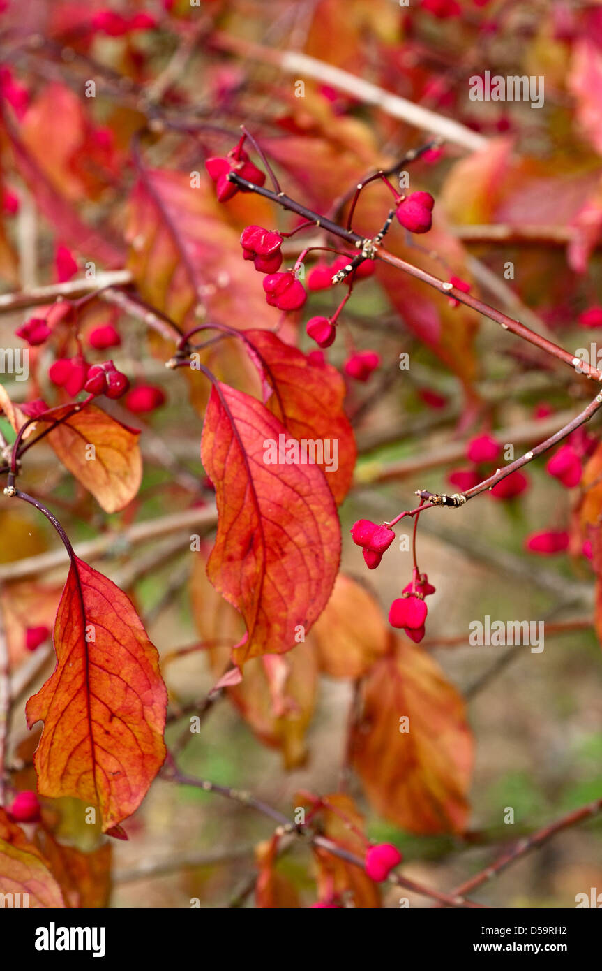 Red Euonymus hamiltonianus 'Rising Sun' berries and leaves. Stock Photo