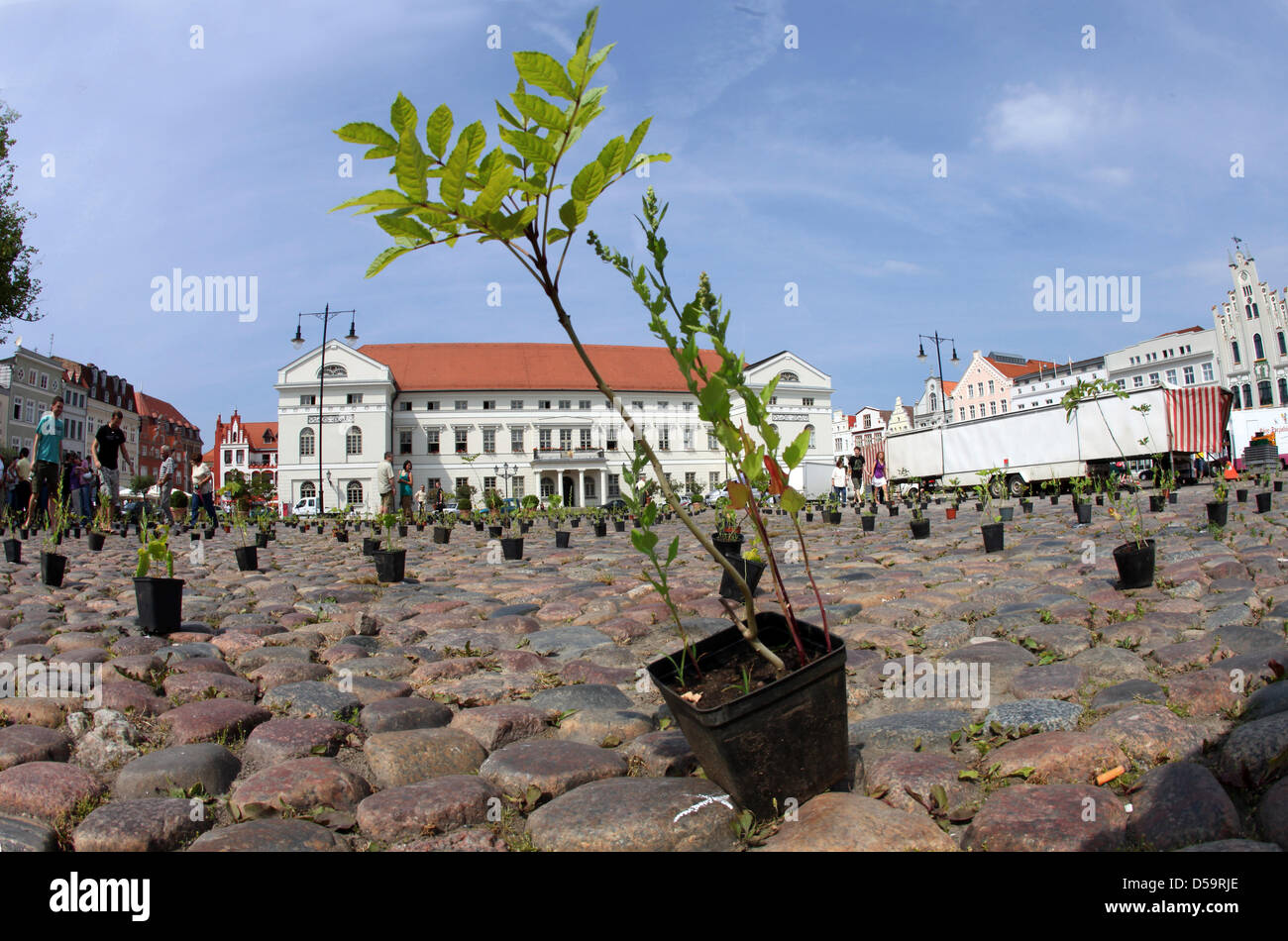 One of 12,000 little trees in Wismar, Germany, 01 July 2010. Students of Wismar's university mounted some 12,000 trees - oaks, chestnuts and planes - on the city's market square that will lated be donated to the city of Wismar and its citizens. The action forms part of Wismar university's design faculty's annual exhibtion 'DIA 10'. Photo: JENS BUETTNER Stock Photo