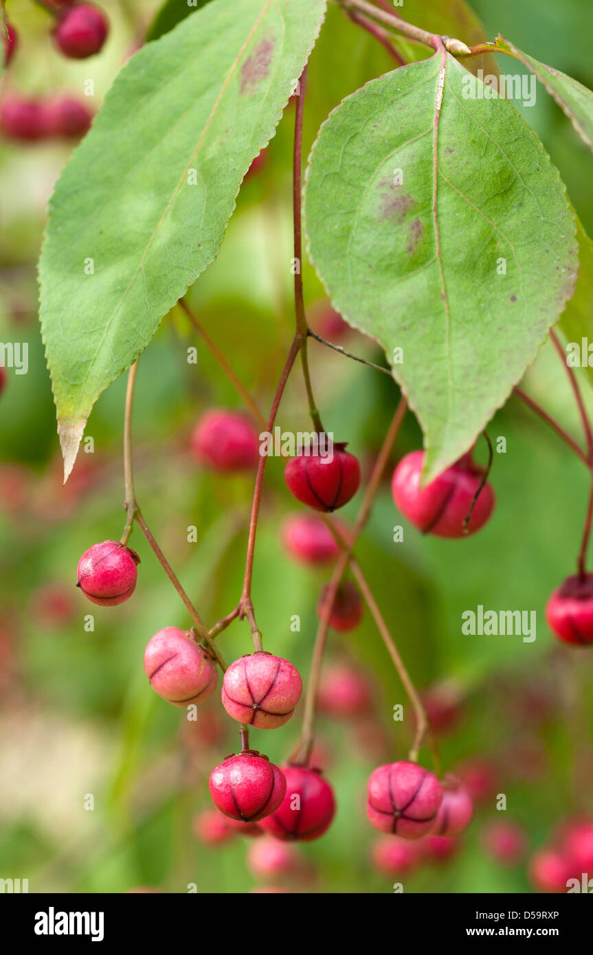 The pink fruiting berries of Euonymus oxyphyllus 'Waasland' Stock Photo