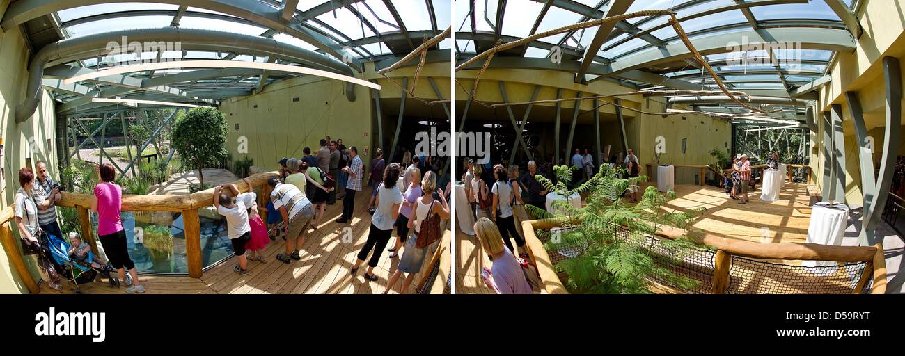 The two-piece picture combo shows the first visitors in the newly opened Professor-Brandes-House in the Zoo Dresden, Germany on 2 July 2010. After a construction time of one and a half years, the new building, which cost around 7 million Euros, was inaugurated and now provides a bigger and more modern home for the primates and the estuarine crocodile Max. Furthermore the spacy encl Stock Photo