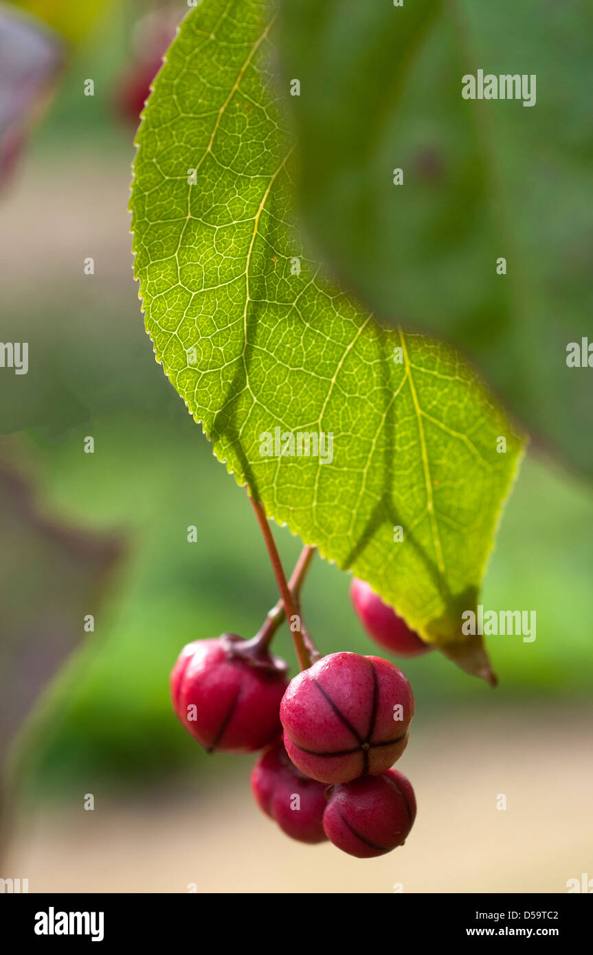 The pink fruiting berries of Euonymus oxyphyllus 'Waasland' Stock Photo