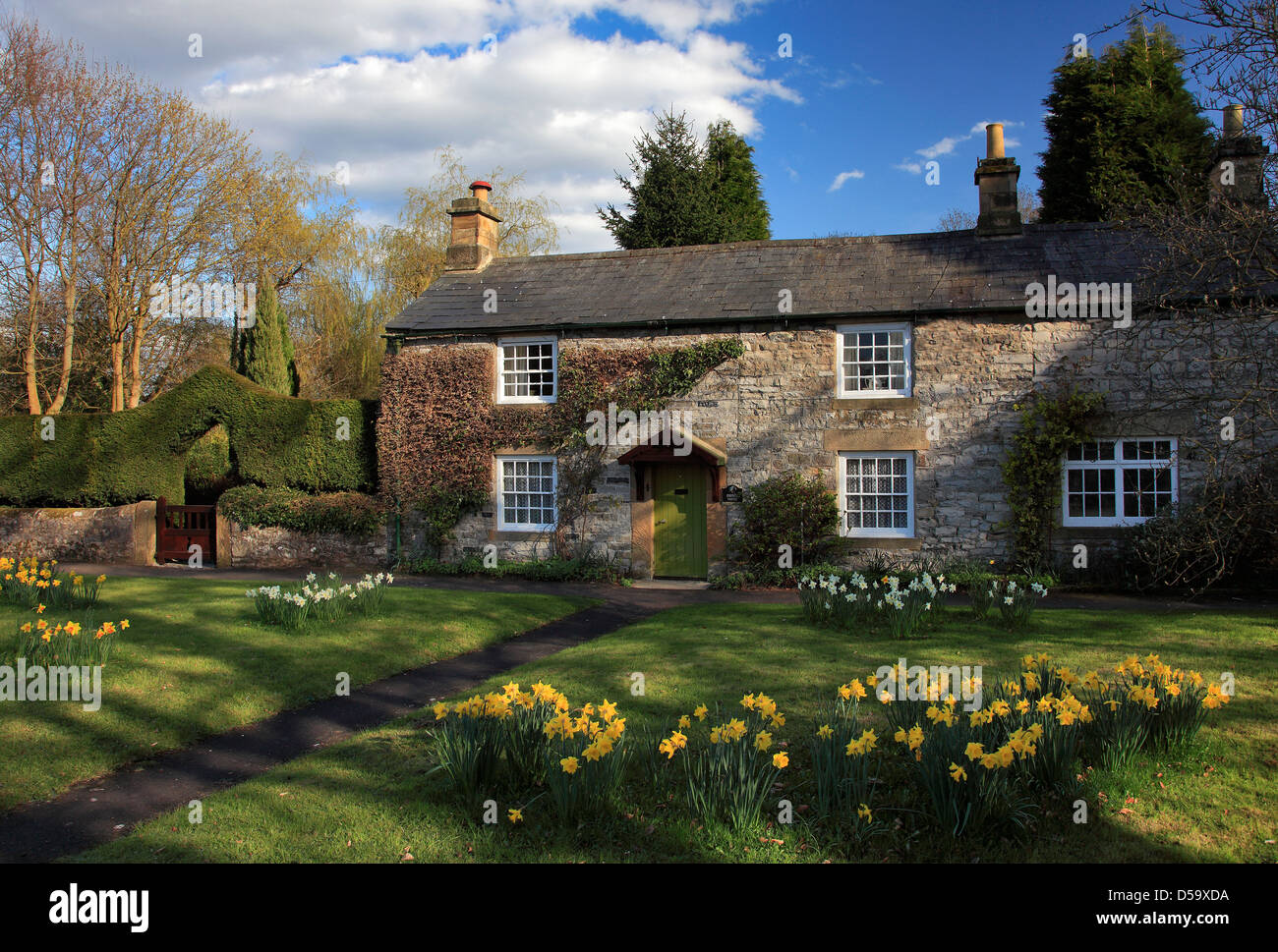 Spring Daffodils outside a stone cottage, green at Ashford in the Water village, Peak, District, National, Park, Derbyshire Stock Photo