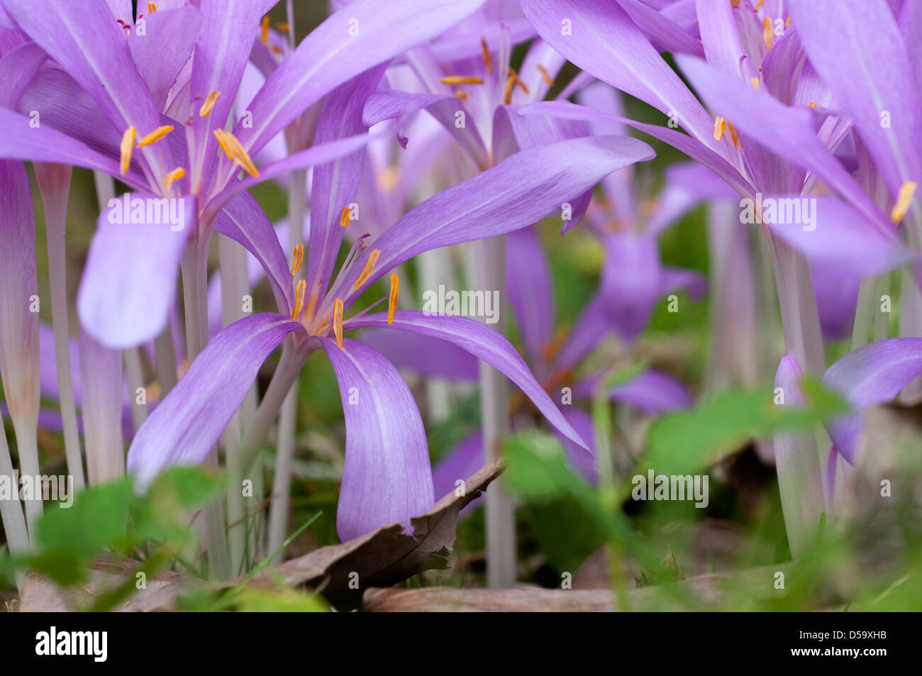 Naturalized bulbs hi-res stock photography and images - Alamy