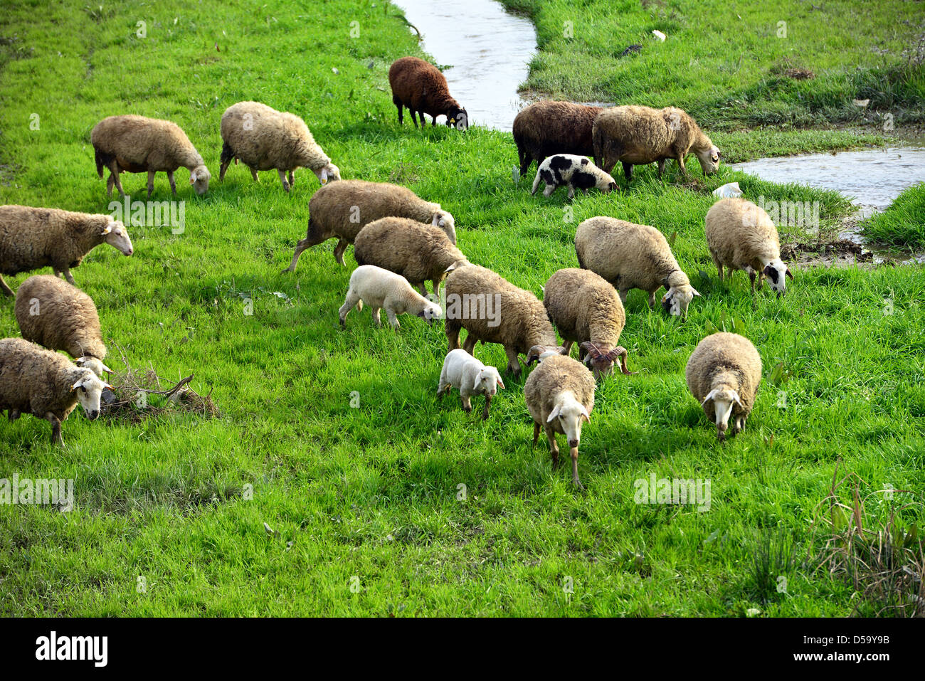 sheep grazing on green meadow Stock Photo - Alamy