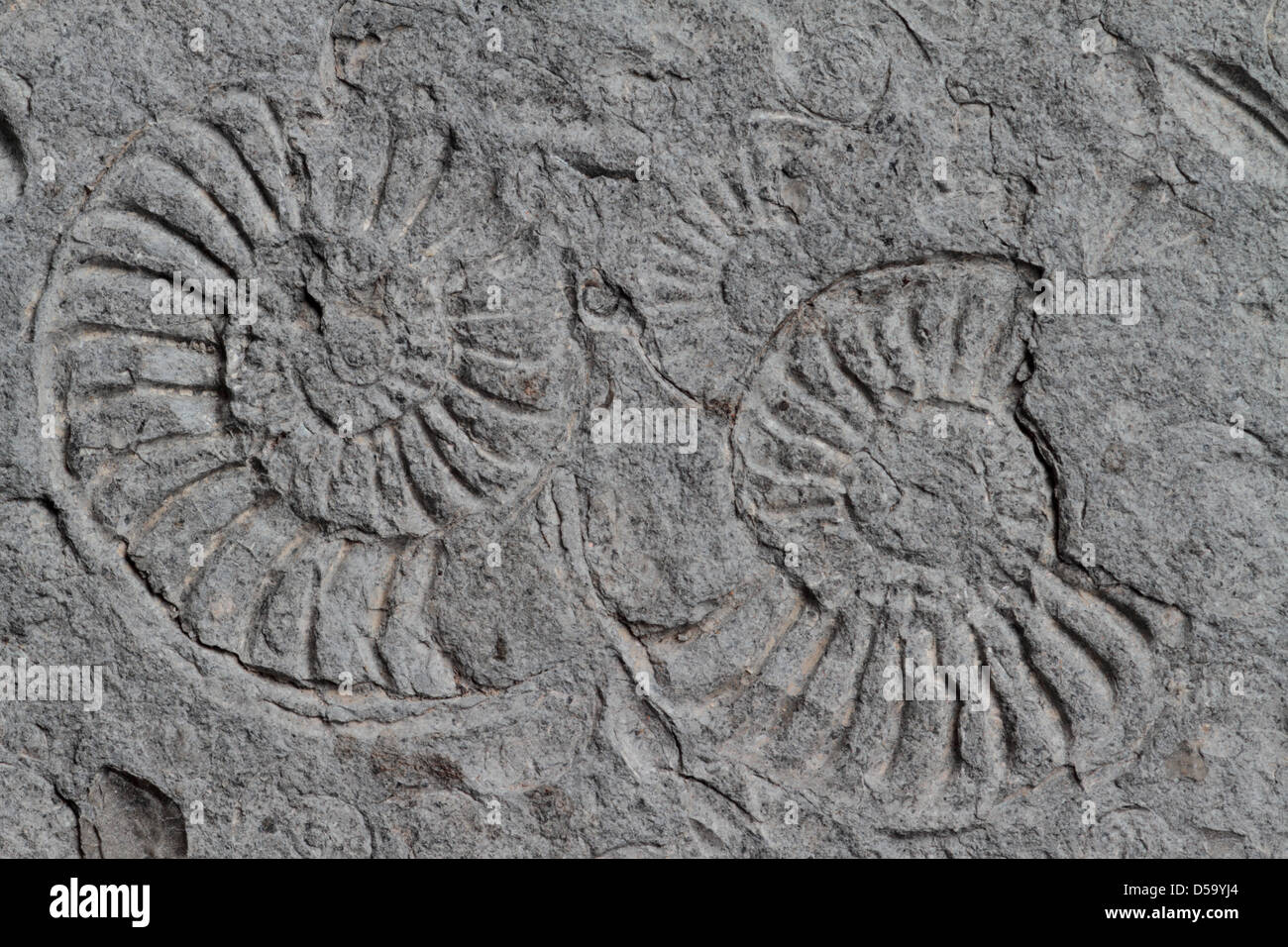 Fossil ammonites shells embedded in rock found along shore of Bristol