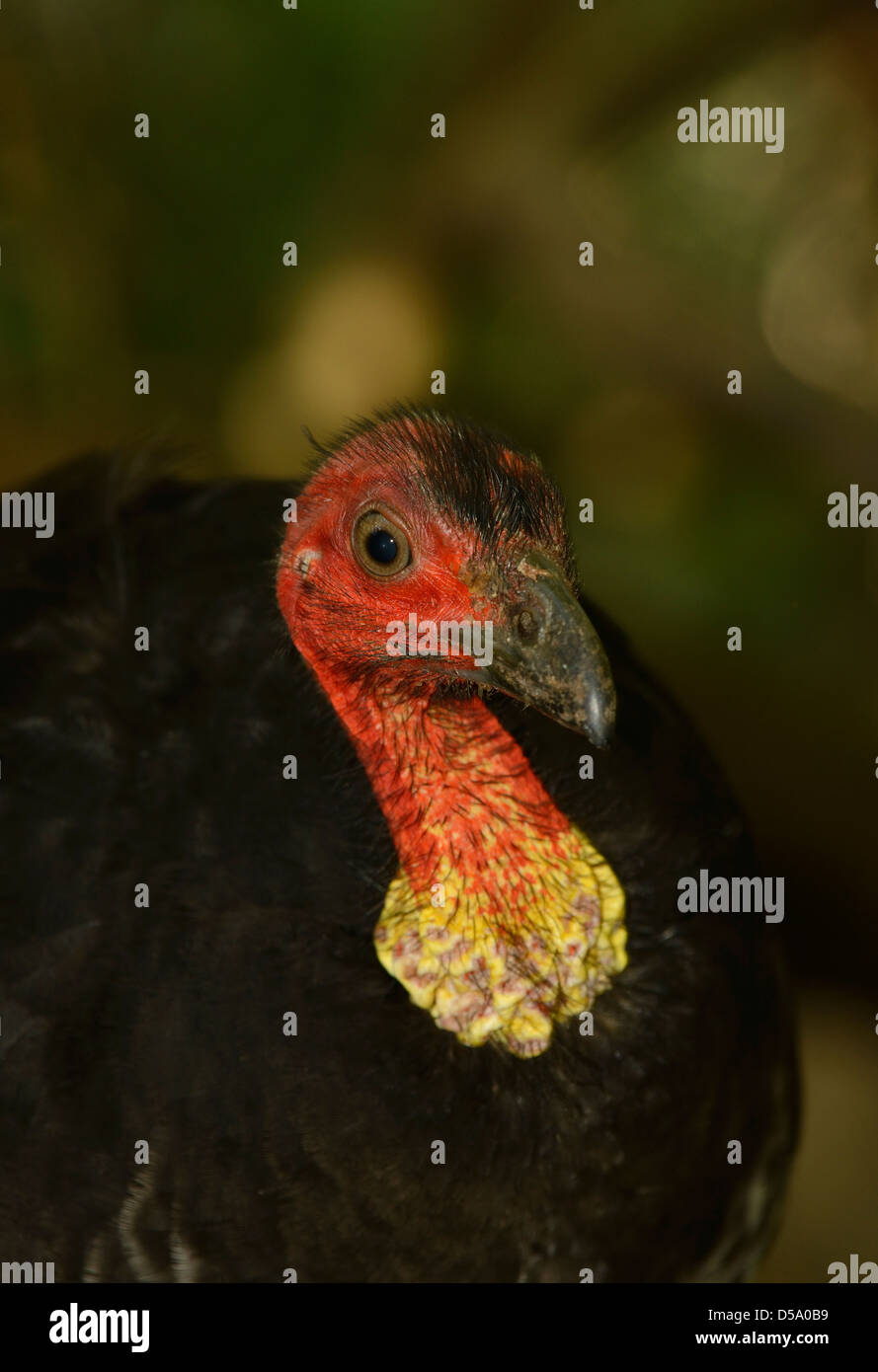 Australian Brush Turkey (Alectum lathami) close-up of head and neck, Queensland, Australia Stock Photo