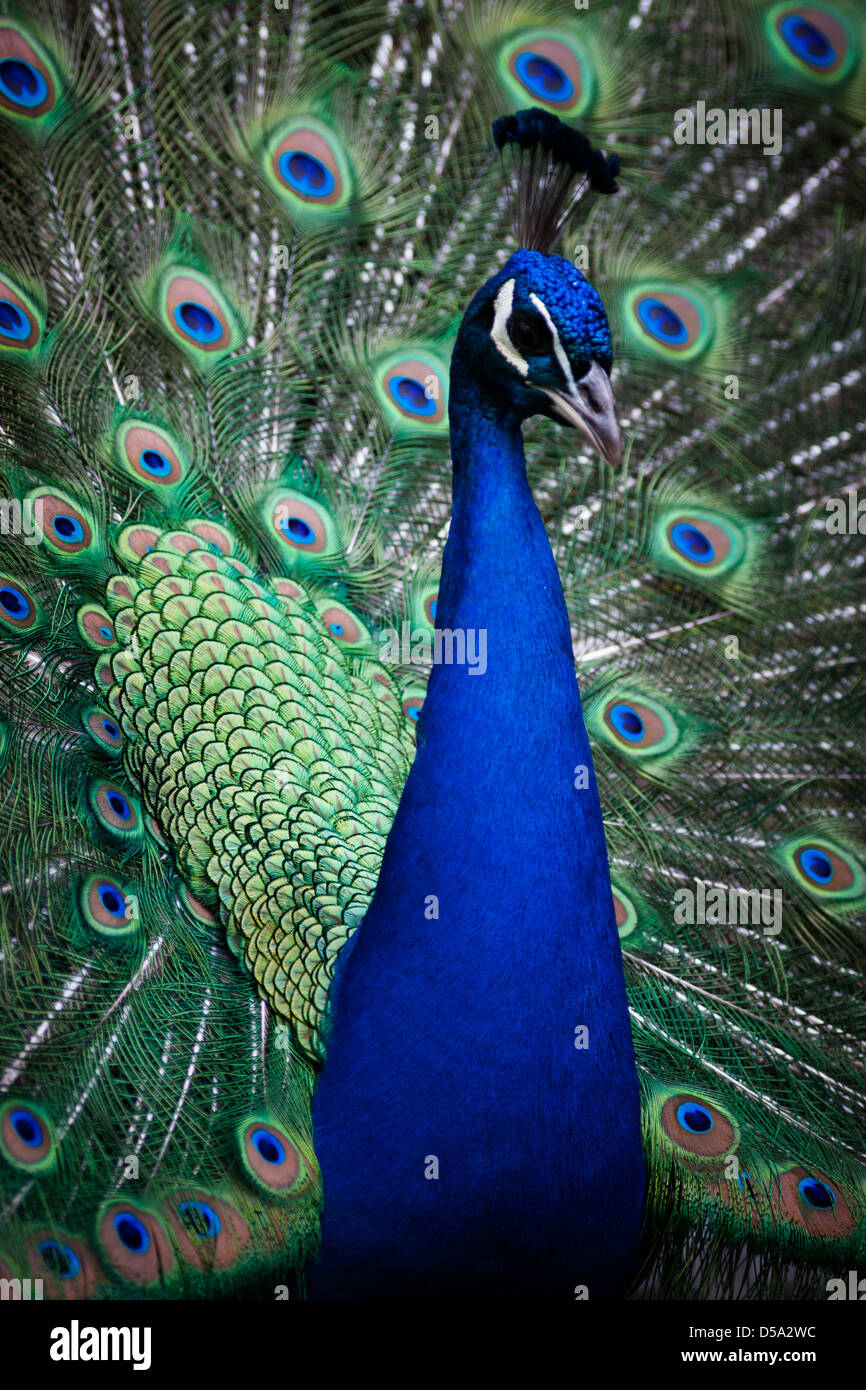 Peacock Plume Set
