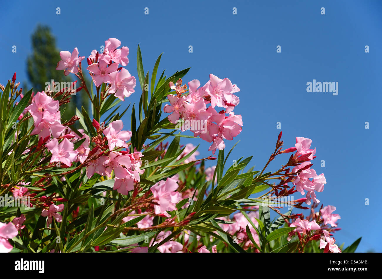Flowering rhododendron Stock Photo