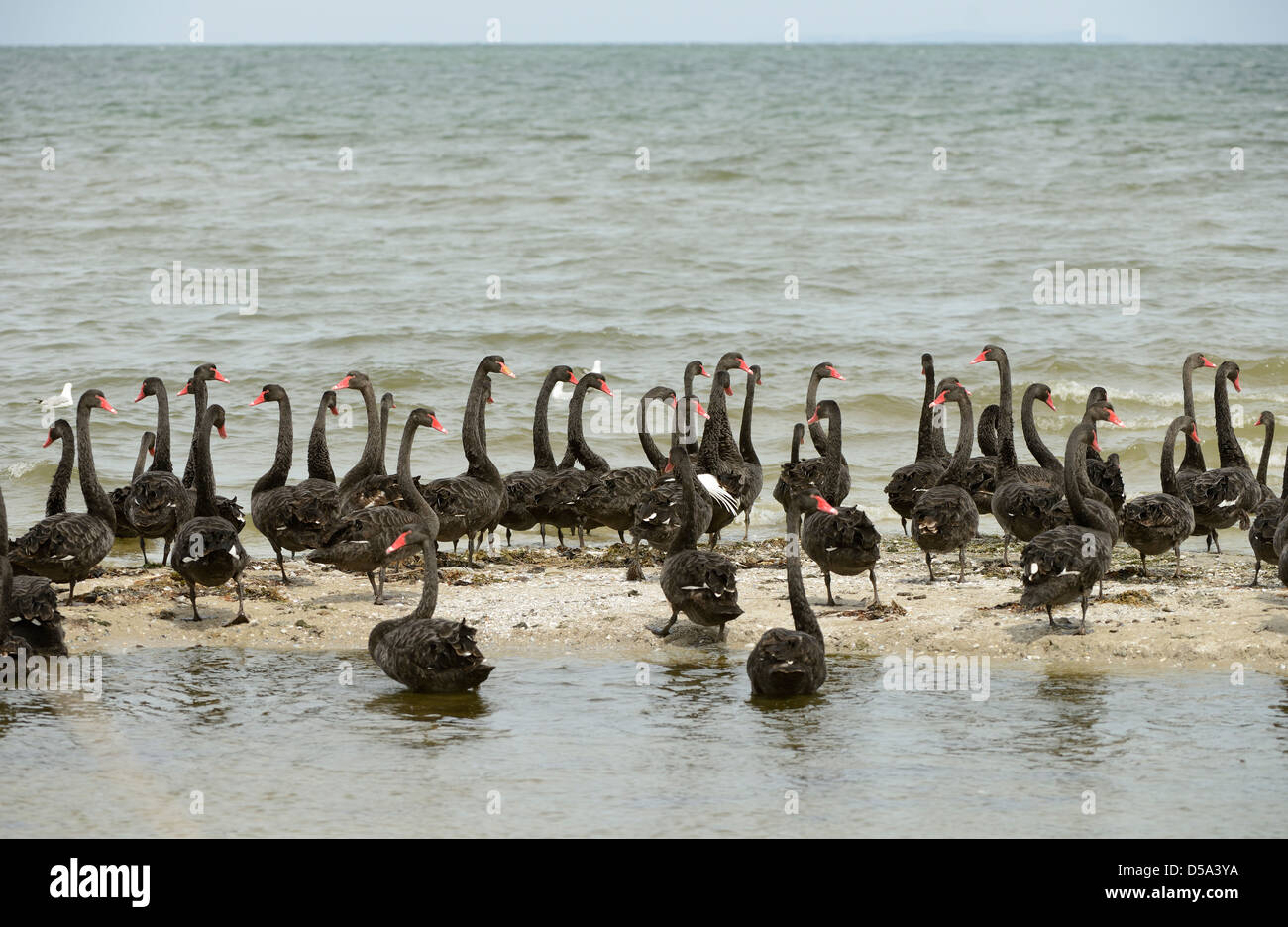 Australian Black Swan (Cygnus atratus) large group standing on Stock Photo  - Alamy