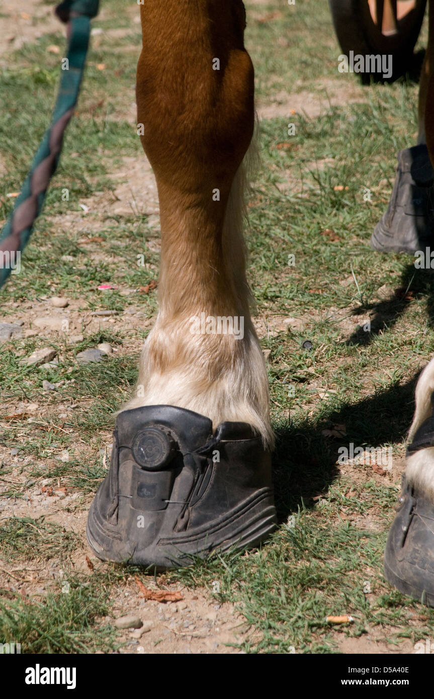 Rubber hoof guard on a cart horse in France Stock Photo Alamy