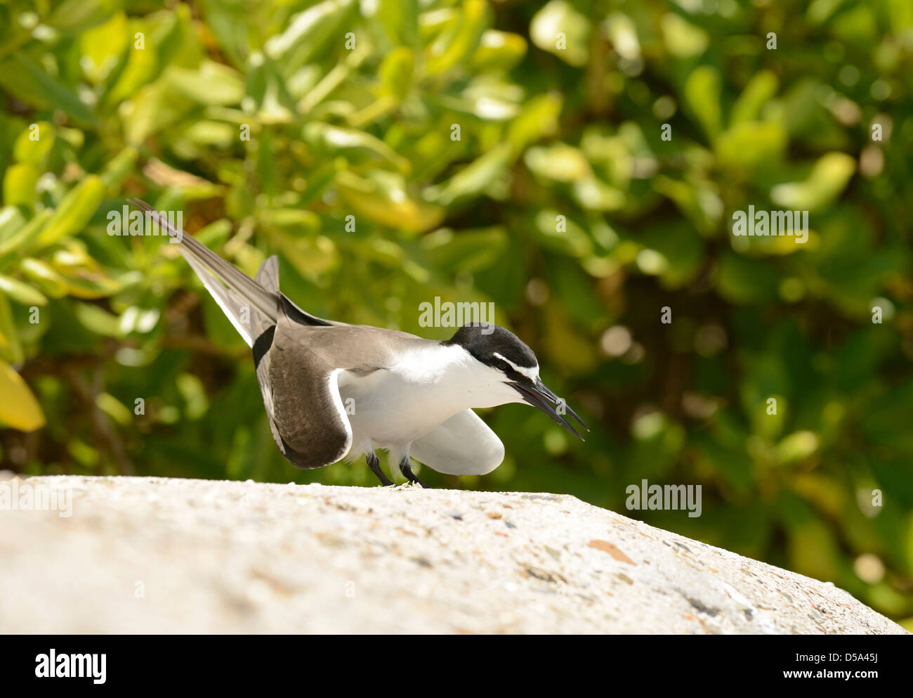 Bridled Tern (Onychoprion anaethetus) courtship display, Queensland, Australia, November Stock Photo