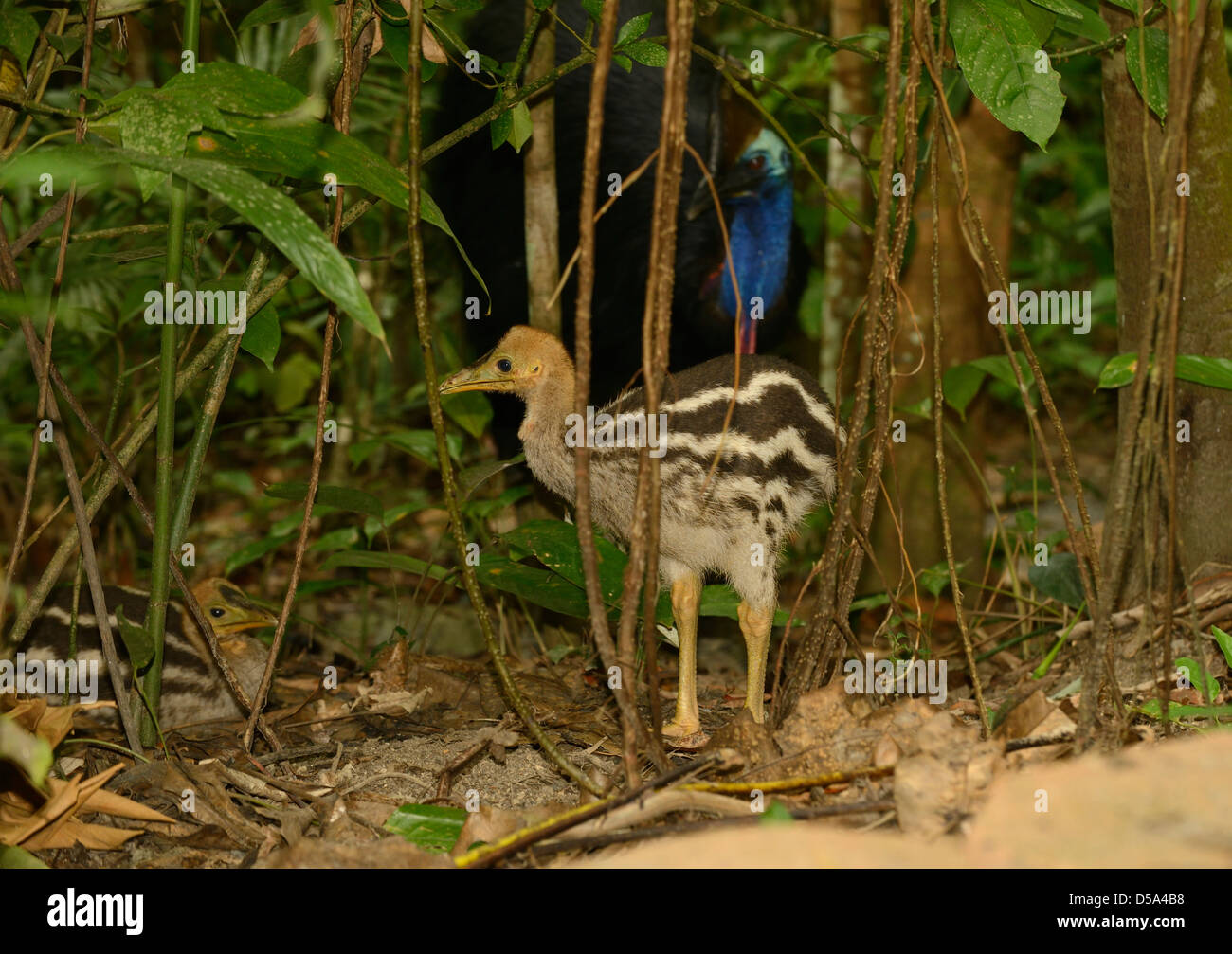 Southern Cassowary (Casuarius casuarius) adult male with two chicks in rainforest, Queensland, Australia, November Stock Photo