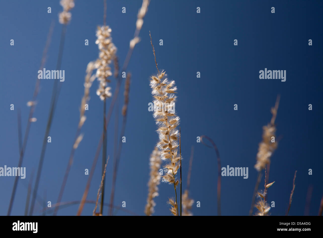 Poaceae or Gramineae, Soria, Spain Stock Photo