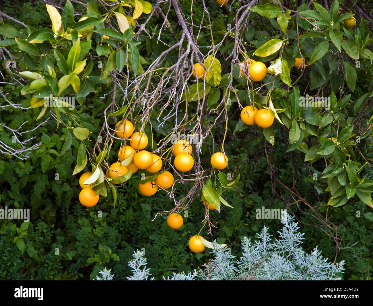 Oranges growing on the Canary Islands Stock Photo Alamy