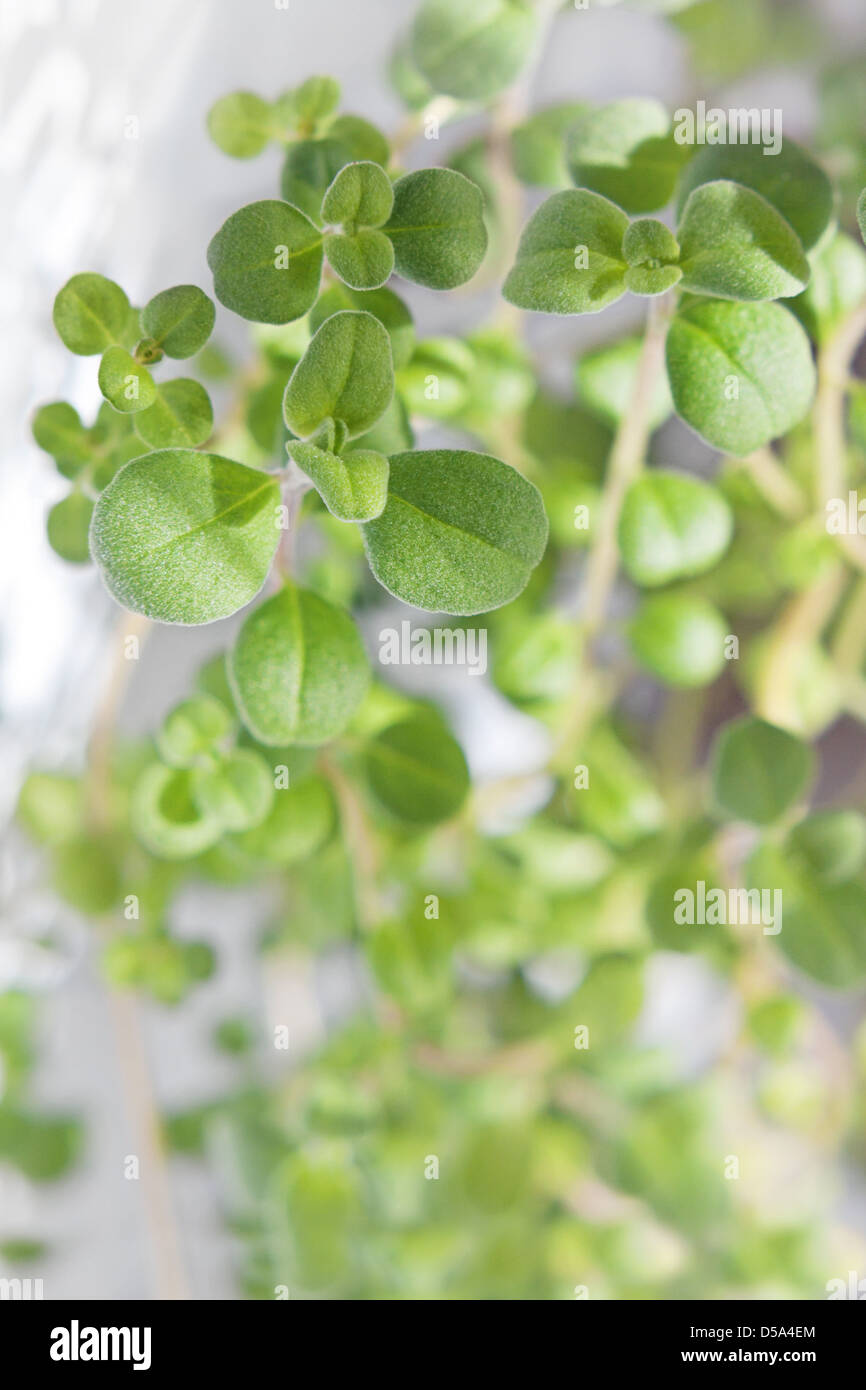 Growing An Indoor Herb Garden, marjoram growing in a container Stock