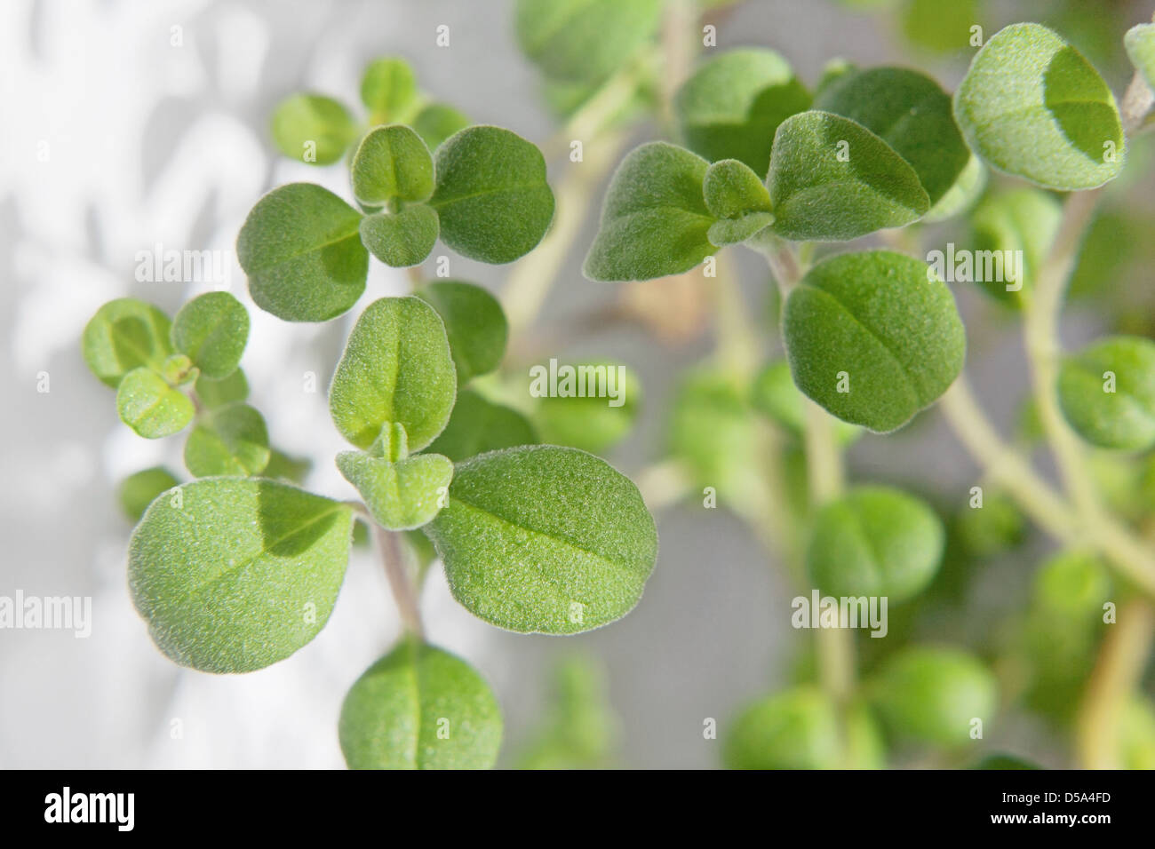 Growing An Indoor Herb Garden, marjoram growing in a container Stock
