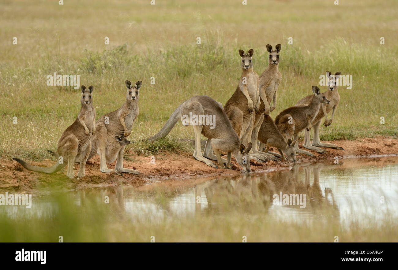 Eastern Grey Kangaroo (Macropus giganteus) family group drinking by waterhole, Victoria, Australia, Novemebr Stock Photo