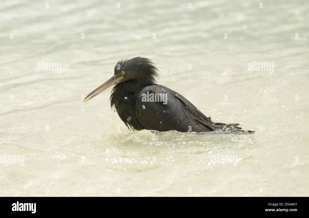 Eastern or Pacific Reef Egret (Egretta sacra) dark form, bathing in the sea, Queensland, Australia, December Stock Photo