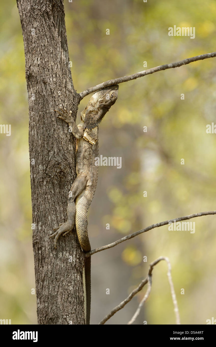 Australian Frilled Lizard (Chlamydosaurus kingii) climbing small tree, Queensland, Australia, November Stock Photo