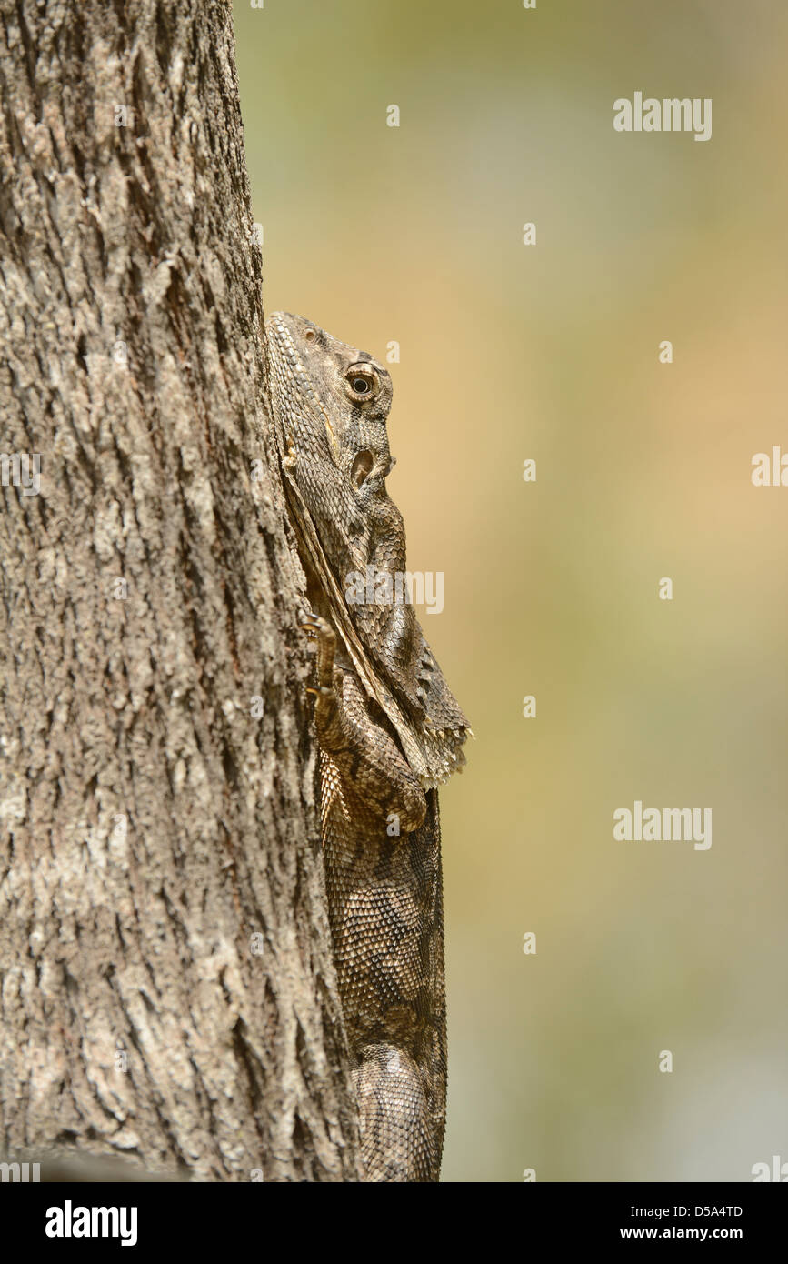 Australian Frilled Lizard (Chlamydosaurus kingii) hiding behind tree trunk, Queensland, Australia, November Stock Photo