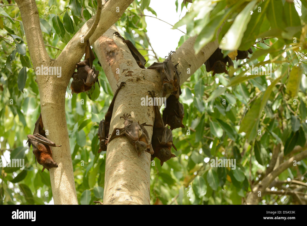 Little Red Flying Fox Bat (Pteropus scapulatus) small group hanging from tree branches in daytime roost, Queensland, Australia, Stock Photo